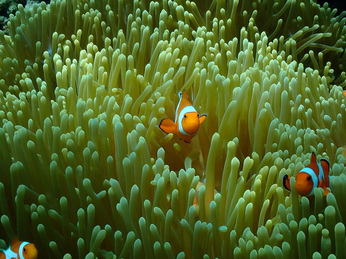 Ocellaris Clownfish - Amphiprion ocellaris  Amphiprion ocellaris,Fall,Geotagged,Indonesia,Ocellaris Clownfish