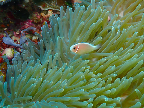 Pink skunk clownfish - Amphiprion perideraion  Amphiprion perideraion,Fall,Geotagged,Indonesia,Pink skunk clownfish