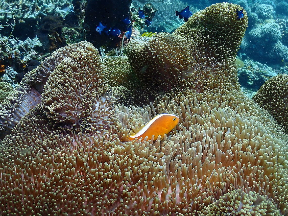 Orange skunk clownfish - Amphiprion sandaracinos  Amphiprion sandaracinos,Fall,Geotagged,Indonesia,Orange skunk clownfish