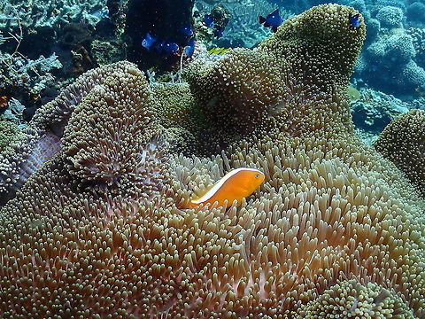 Orange skunk clownfish - Amphiprion sandaracinos  Amphiprion sandaracinos,Fall,Geotagged,Indonesia,Orange skunk clownfish