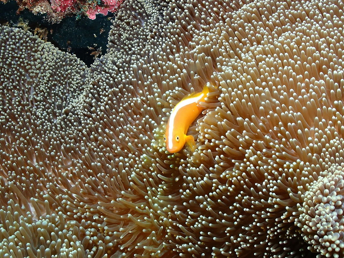 Orange skunk clownfish - Amphiprion sandaracinos  Amphiprion sandaracinos,Fall,Geotagged,Indonesia,Orange skunk clownfish