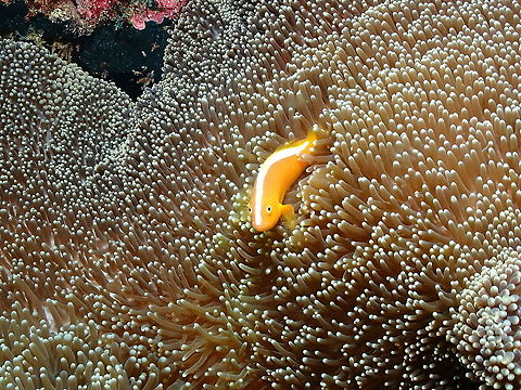 Orange skunk clownfish - Amphiprion sandaracinos  Amphiprion sandaracinos,Fall,Geotagged,Indonesia,Orange skunk clownfish