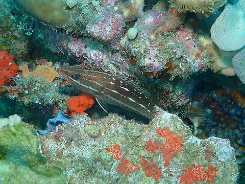 Slender grouper - Anyperodon leucogrammicus  Anyperodon leucogrammicus,Fall,Geotagged,Indonesia,Slender grouper