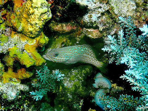 Slender grouper - Anyperodon leucogrammicus  Anyperodon leucogrammicus,Fall,Geotagged,Indonesia,Slender grouper