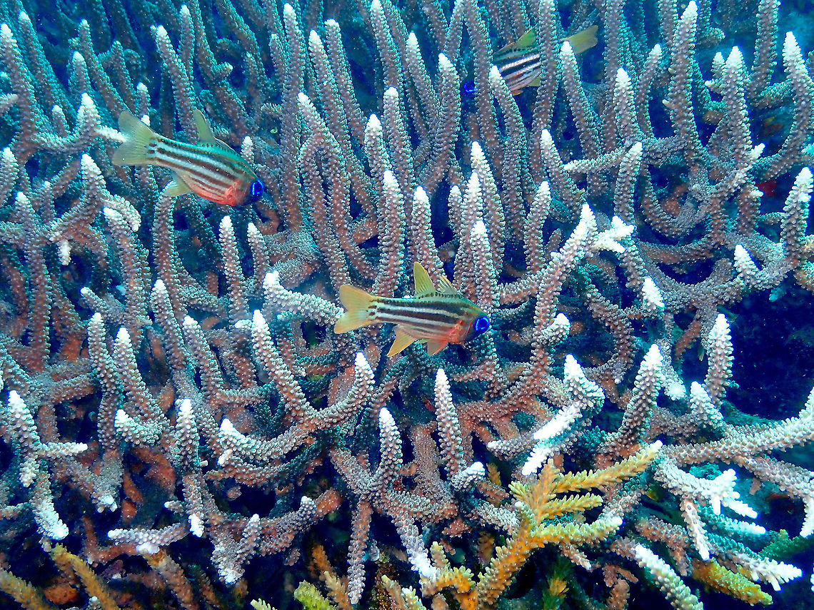Ochre-striped cardinalfish - Ostorhinchus compressus  Apogon compressus,Fall,Geotagged,Indonesia,Ochre-striped cardinalfish,Ostorhinchus compressus