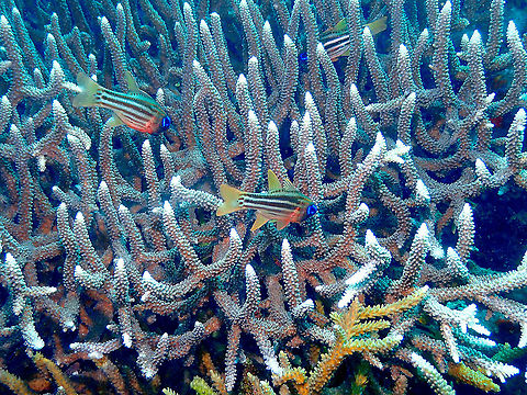 Ochre-striped cardinalfish - Ostorhinchus compressus  Apogon compressus,Fall,Geotagged,Indonesia,Ochre-striped cardinalfish,Ostorhinchus compressus
