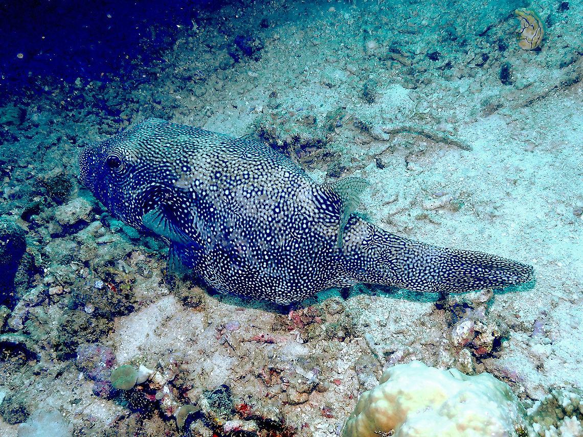 Blue-spotted pufferfish - Arothron caeruleopunctatus  Arothron caeruleopunctatus,Blue-spotted pufferfish,Fall,Geotagged,Indonesia