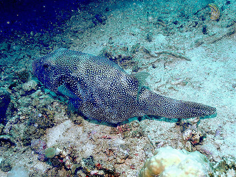 Blue-spotted pufferfish - Arothron caeruleopunctatus  Arothron caeruleopunctatus,Blue-spotted pufferfish,Fall,Geotagged,Indonesia
