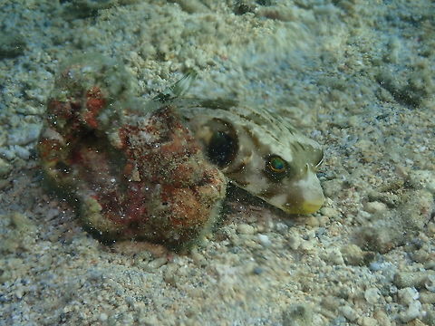 Narrow-lined puffer - Arothron manilensis  Arothron manilensis,Fall,Geotagged,Indonesia,Narrow-lined puffer