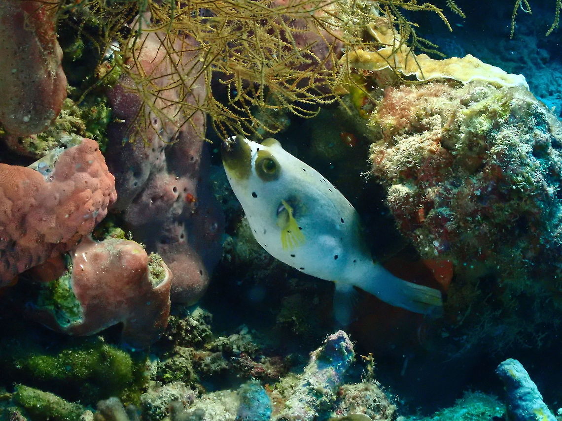 Blackspotted puffer - Arothron nigropunctatus  Arothron nigropunctatus,Blackspotted puffer,Fall,Geotagged,Indonesia