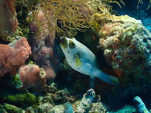Blackspotted puffer - Arothron nigropunctatus  Arothron nigropunctatus,Blackspotted puffer,Fall,Geotagged,Indonesia