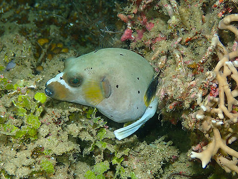 Blackspotted puffer - Arothron nigropunctatus  Arothron nigropunctatus,Blackspotted puffer,Fall,Geotagged,Indonesia