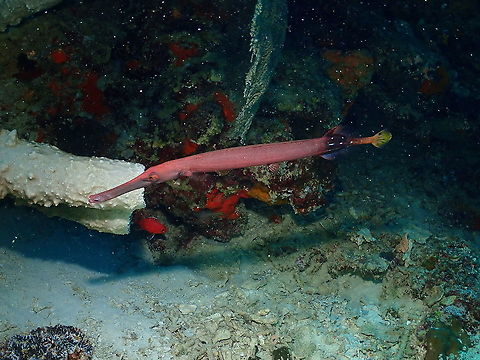 Chinese trumpetfish - Aulostomus chinensis  Aulostomus chinensis,Chinese trumpetfish,Fall,Geotagged,Indonesia