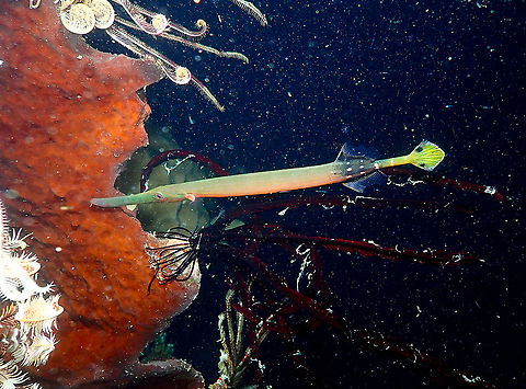 Chinese trumpetfish - Aulostomus chinensis  Aulostomus chinensis,Chinese trumpetfish,Fall,Geotagged,Indonesia