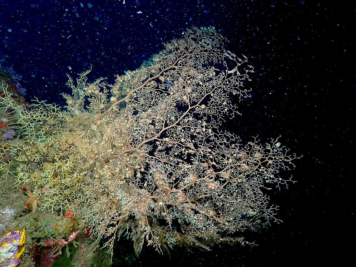 Basket Star - Astroboa nuda  Astroboa nuda,Fall,Geotagged,Indonesia