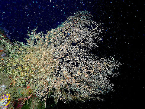 Basket Star - Astroboa nuda  Astroboa nuda,Fall,Geotagged,Indonesia
