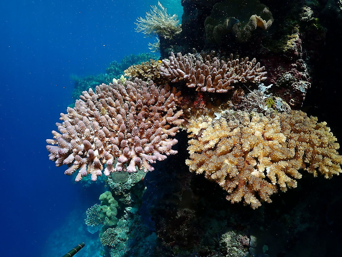 Acropora humilis (left pink corals) - Tentative ID The left and the one in the back.<br />
The one in the right is most likely Pocillopora sp. Acropora humilis,Fall,Geotagged,Indonesia