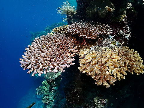 Acropora humilis (left pink corals) - Tentative ID The left and the one in the back.
The one in the right is most likely Pocillopora sp. Acropora humilis,Fall,Geotagged,Indonesia