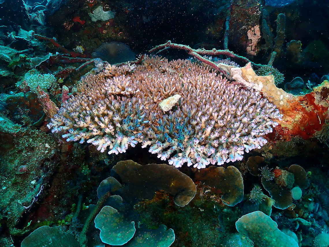 Acropora loripes - Tentative ID Also similar to A. granulosa. Acropora loripes,Fall,Geotagged,Indonesia