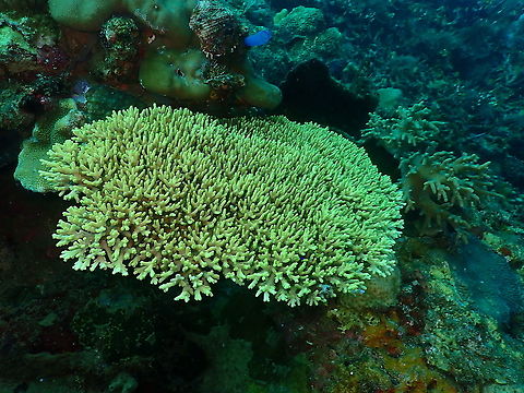 Acropora caroliniana - Tentative ID It also has a ressemblance to Acropora multiacuta but this sp is more rare. Acropora caroliniana