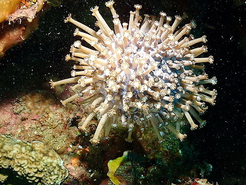Branching Flower Pot Coral - Alveopora catalai (sp tentative)  Alveopora catalai,Branching Flower Pot Coral,Fall,Geotagged,Indonesia