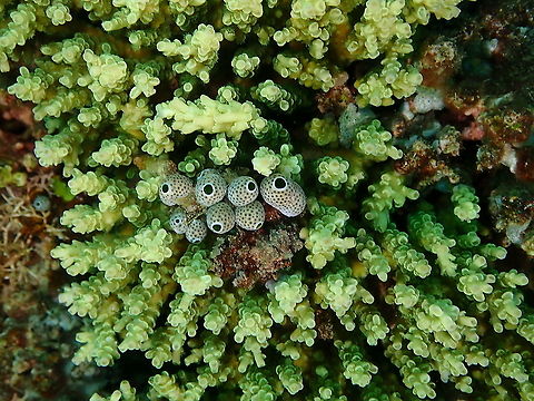 Atriolum robustum It is the little tunicates in the middle. Atriolum robustum,Fall,Geotagged,Indonesia