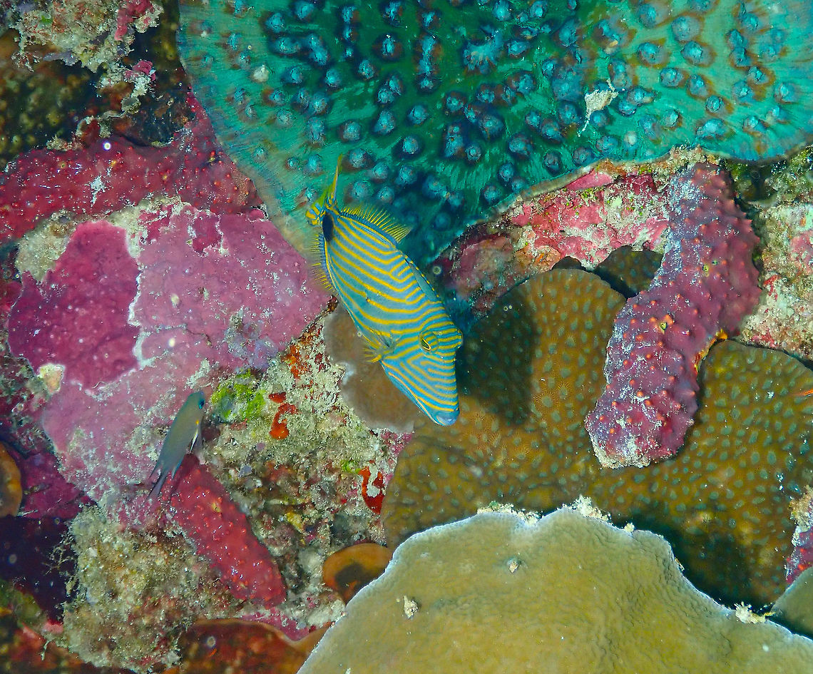 Orange-lined triggerfish - Balistapus undulatus  Balistapus undulatus,Fall,Geotagged,Indonesia,Orange-lined triggerfish