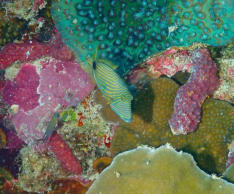 Orange-lined triggerfish - Balistapus undulatus  Balistapus undulatus,Fall,Geotagged,Indonesia,Orange-lined triggerfish