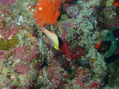 Split-level hogfish - Bodianus mesothorax  Bodianus mesothorax,Fall,Geotagged,Indonesia,Split-level hogfish