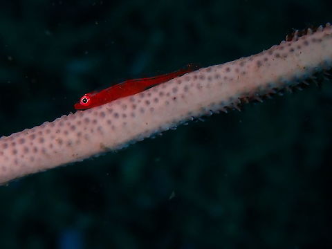 Large whip goby - Bryaninops amplus Tentative for sp. Bryaninops amplus,Fall,Geotagged,Indonesia,Large whip goby