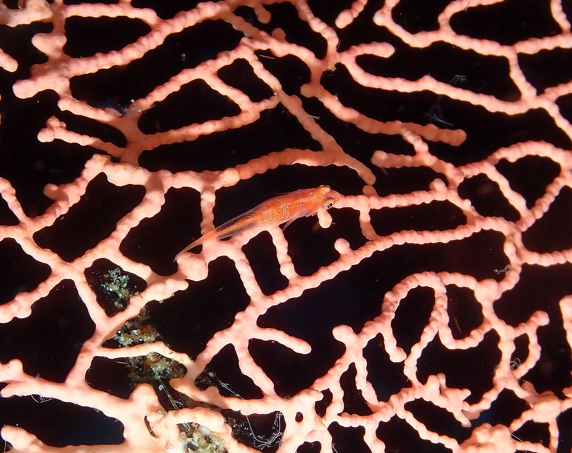 Translucent coral goby - Bryaninops erythrops  Bryaninops erythrops,Fall,Geotagged,Indonesia,Translucent coral goby