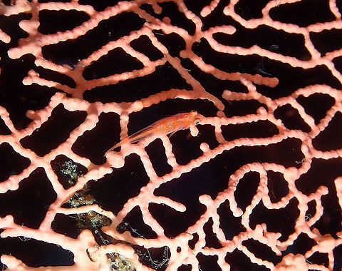 Translucent coral goby - Bryaninops erythrops  Bryaninops erythrops,Fall,Geotagged,Indonesia,Translucent coral goby