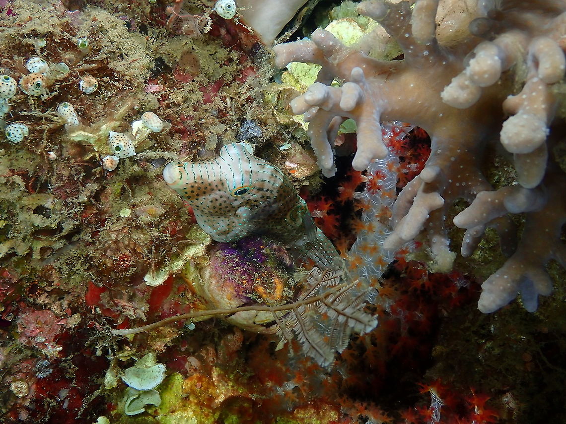 Compressed toby - Canthigaster compressa Night dive, sleeping, anchored in the coral reef. Canthigaster compressa,Compressed toby,Fall,Geotagged,Indonesia