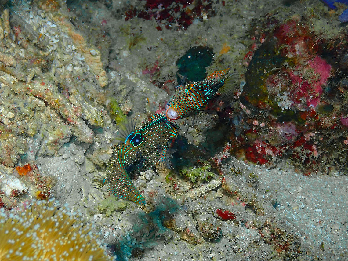 Papuan toby fight - Canthigaster papua These two were chasing each other and had this ritualistic &quot;fighting&quot; display that I caught on video:<br />
<section class="video"><iframe width="448" height="282" src="https://www.youtube-nocookie.com/embed/sUV13Ff0qVY?hd=1&autoplay=0&rel=0" frameborder="0" allowfullscreen></iframe></section><br />
Probably males and territorial issues. Canthigaster papua,Fall,Geotagged,Indonesia,Papuan toby