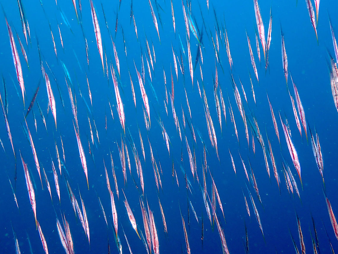 Aeoliscus strigatus - Razorfish rain!  Aeoliscus strigatus,Fall,Geotagged,Indonesia,Razorfish