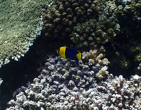 Bicolor angelfish - Centropyge bicolor  Bicolor angelfish,Centropyge bicolor,Fall,Geotagged,Indonesia