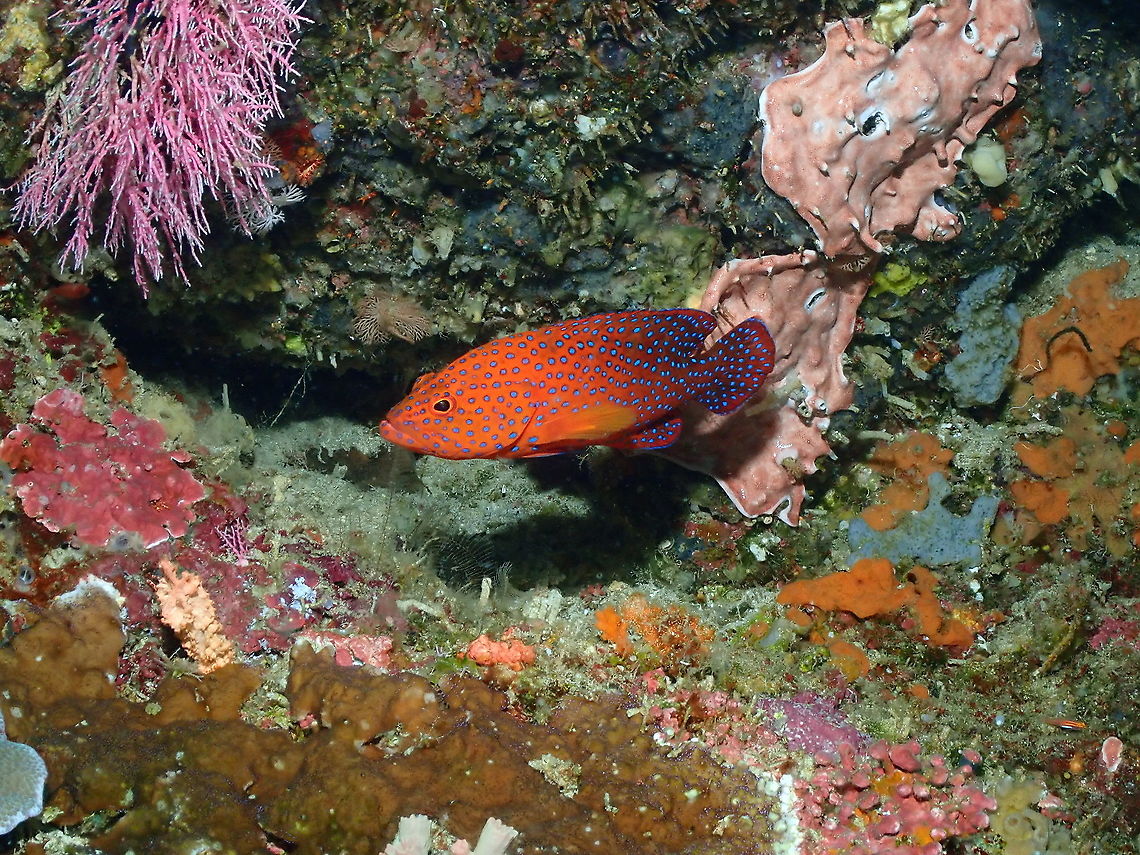 Coral grouper - Cephalopholis miniata  Cephalopholis miniata,Coral grouper,Fall,Geotagged,Indonesia