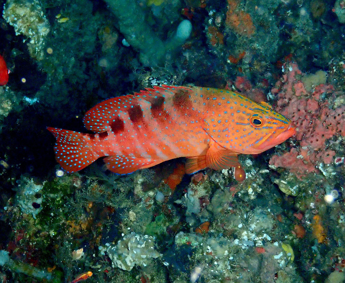 Sixblotch Hind - Cephalopolis sexmaculata  Cephalopholis sexmaculata,Cephalopolis sexmaculata,Fall,Geotagged,Indonesia