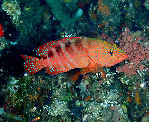 Sixblotch Hind - Cephalopolis sexmaculata  Cephalopholis sexmaculata,Cephalopolis sexmaculata,Fall,Geotagged,Indonesia
