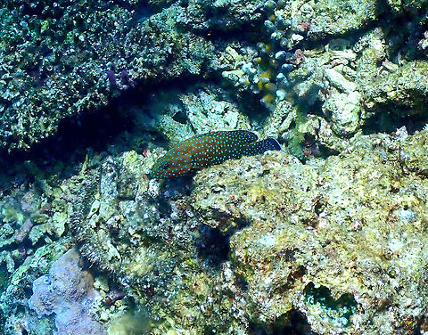 Bluespotted hind - Cephalopholis cyanostigma  Bluespotted hind,Cephalopholis cyanostigma,Fall,Geotagged,Indonesia