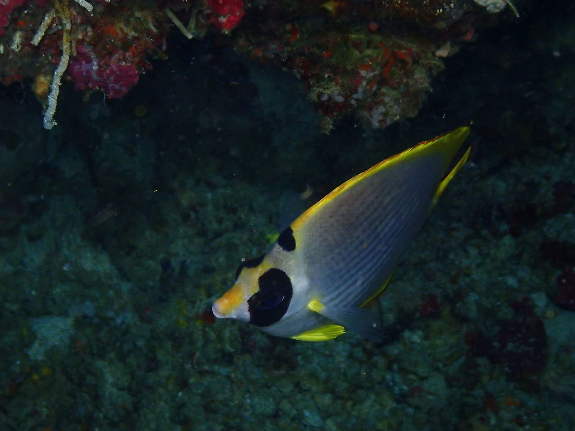 Philippine butterflyfish - Chaetodon (Rabdophorus) adiergastos  Chaetodon (Rabdophorus) adiergastos,Fall,Geotagged,Indonesia,Philippine butterflyfish