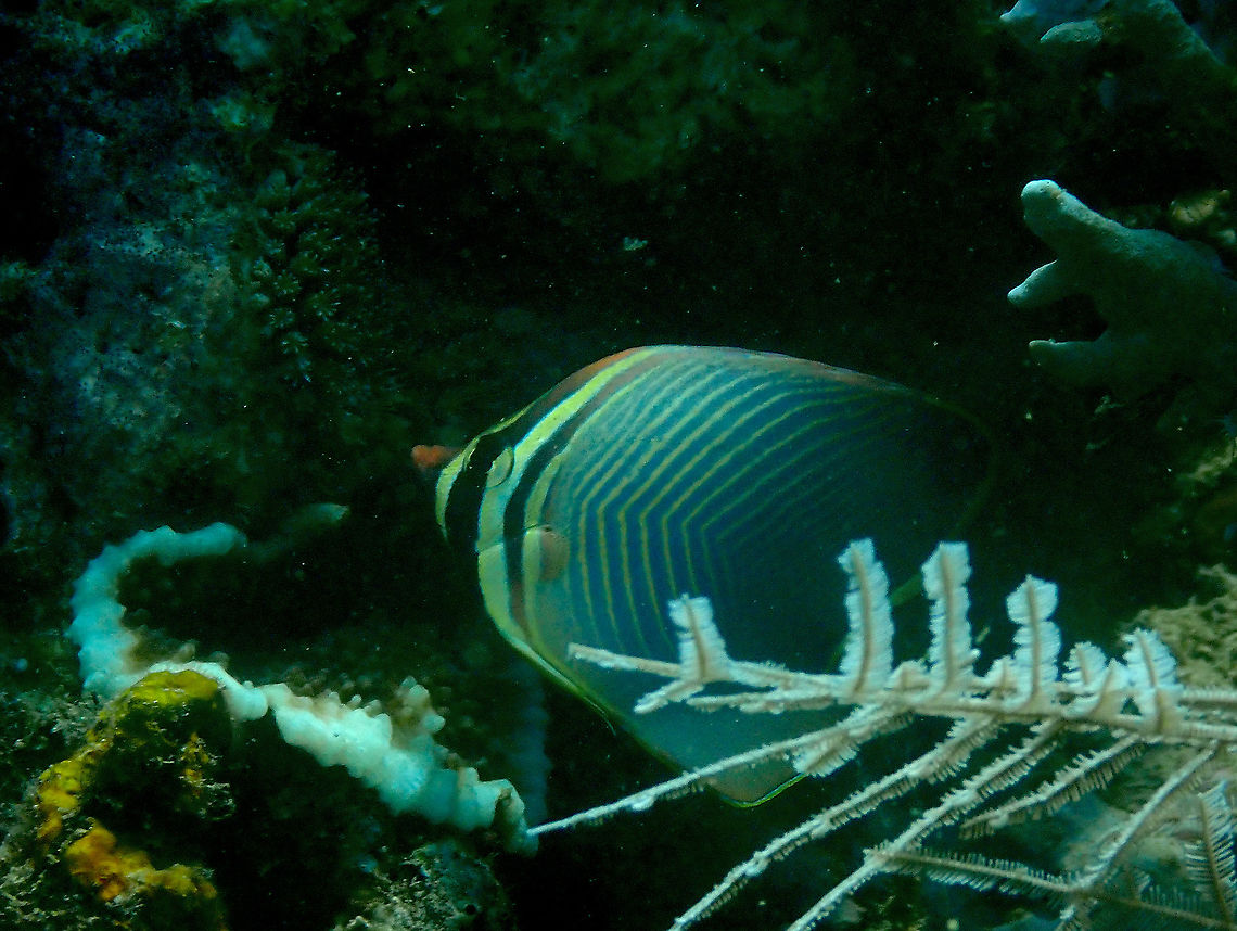 Eastern Triangle Butterflyfish - Chaetodon baronessa  Chaetodon baronessa,Eastern Triangle Butterflyfish,Fall,Geotagged,Indonesia