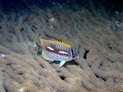 Chevron Butterflyfish - Chaetodon trifascialis (night colors)  Chaetodon trifascialis,Chevron Butterflyfish,Fall,Geotagged,Indonesia