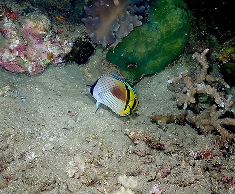 Vagabond butterflyfish - Chaetodon vagabundus (night colors)  Chaetodon vagabundus,Fall,Geotagged,Indonesia,Vagabond butterflyfish