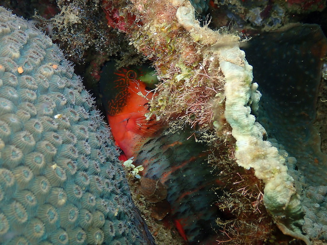 Cheilinus fasciatus - Hiding to sleep  Cheilinus fasciatus,Fall,Geotagged,Indonesia