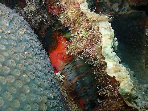 Cheilinus fasciatus - Hiding to sleep  Cheilinus fasciatus,Fall,Geotagged,Indonesia