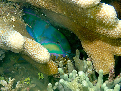 Bleeker's Parrotfish - Chlorurus bleekeri (sleeping)  Bleeker's Parrotfish,Chlorurus bleekeri,Fall,Geotagged,Indonesia