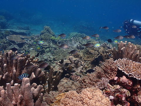 Ternate chromis - Chromis ternatensis It is the dark grey damselfishes with blackish, forky tails Chromis ternatensis,Fall,Geotagged,Indonesia,Ternate chromis