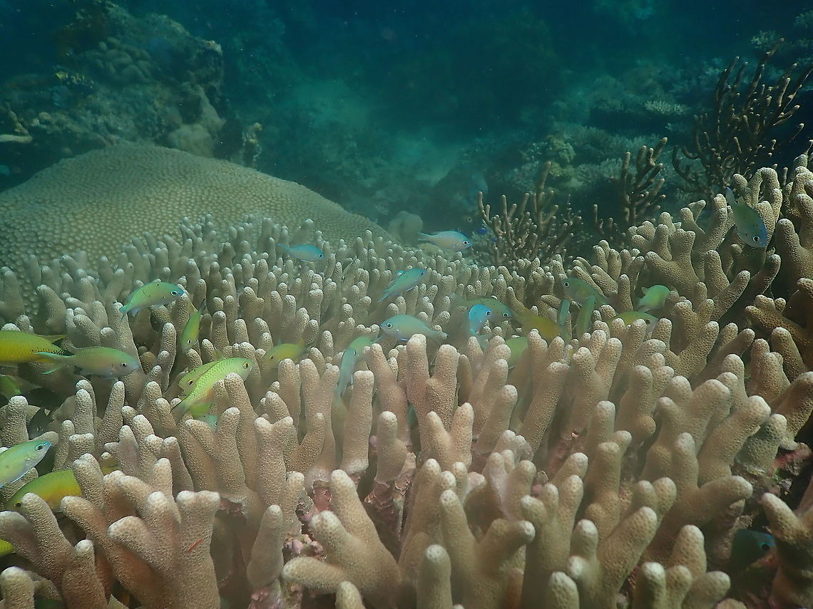 Green Chromis, Indonesia  Chromis viridis,Fall,Geotagged,Green Chromis,Indonesia