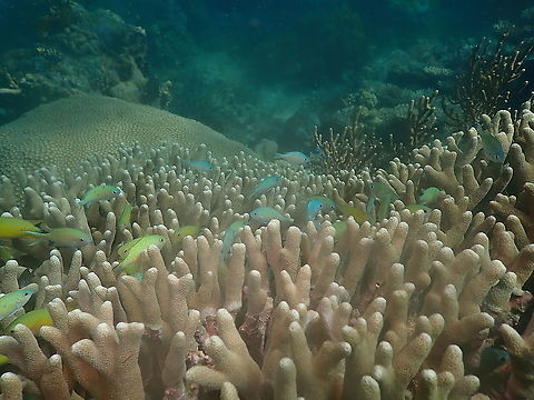Green Chromis, Indonesia  Chromis viridis,Fall,Geotagged,Green Chromis,Indonesia